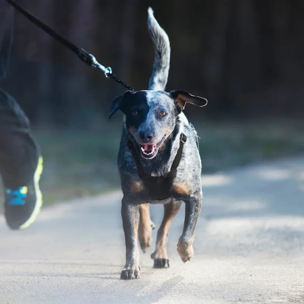 Pettorina per cani senza tirare con custodia in rete leggera riflettente regolabile Facile da salire nel comfort Sistema flessibile per cani