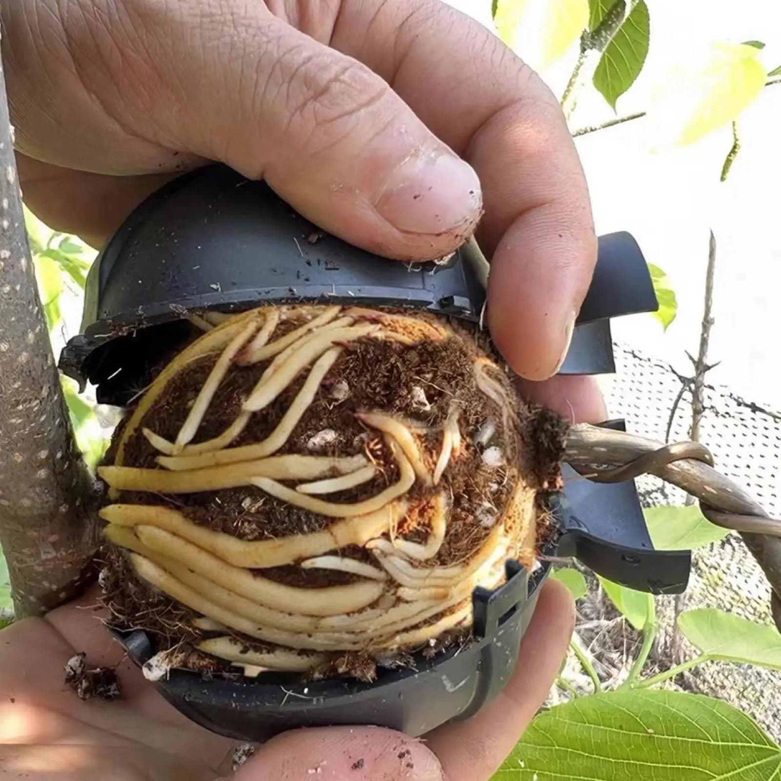 1 Pezzo Sfera per Radicazione Piante, Scatola per Propagazione ad Alta Pressione, Sfera Riutilizzabile per Innesto e Coltivazione in Giardino, Attrezzatura per la Riproduzione
