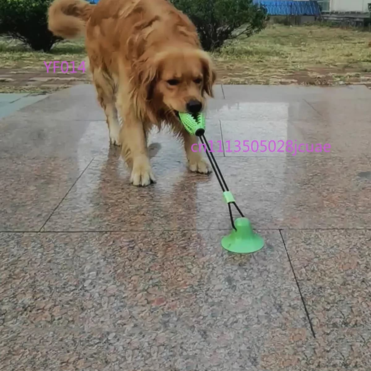 Popular Pet Chewing Toy Bite Resistant Leakage Food Ball With Suction Cup Dual Use Dog Molar Grooming Supplies