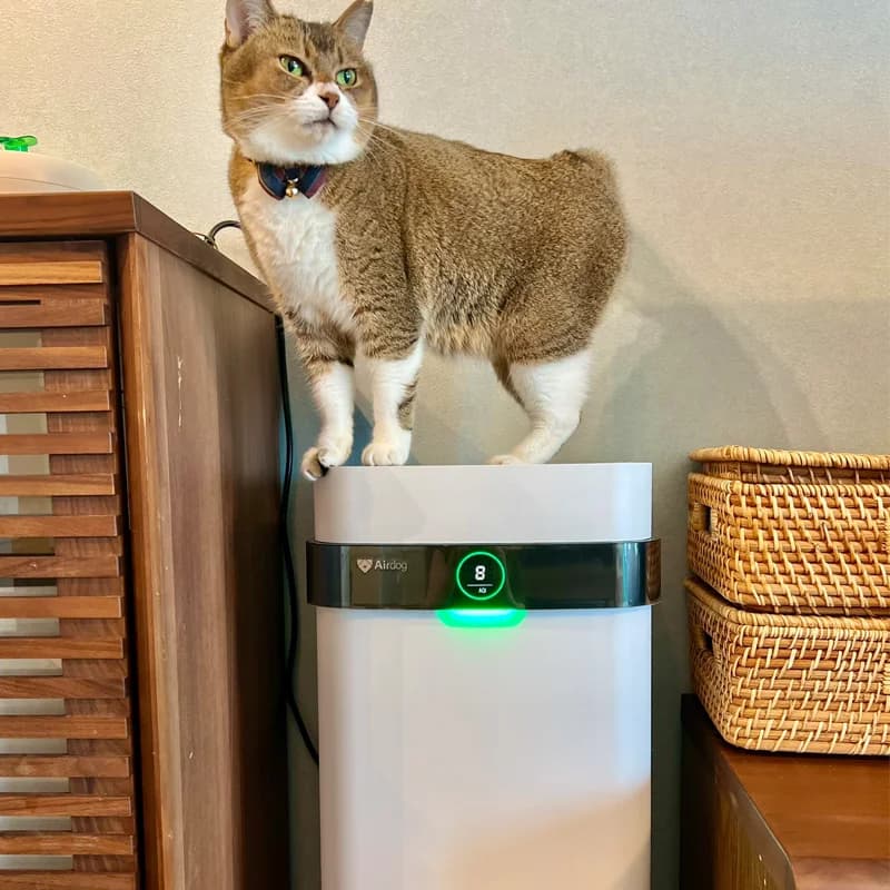 X5 Eliminatore di Odori per Lettiere di Cani e Gatti, Miglior Purificatore d'Aria per Animali Domestici con Filtro Lavabile