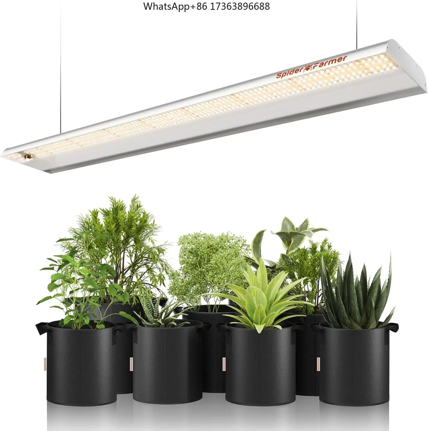 Spider Farmer SF600 74W Lampada LED per Coltivazione Indoor a Spettro Completo Simile al Sole, Copertura 2x4 ft, per Semina, Vegetali e Fiori