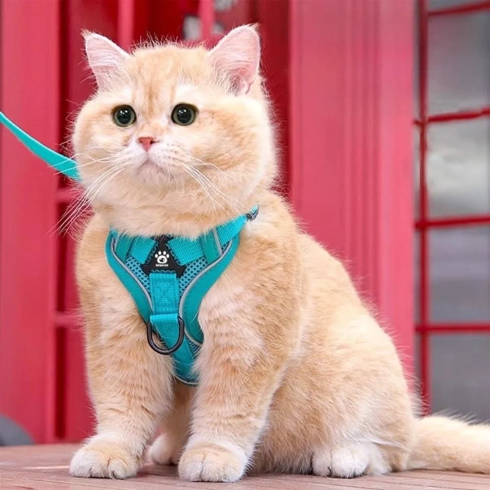 Fashion Reflective Cat Harness Leash Set Adjustable Breathable Mesh Dog Harness Pet Vest Harness Small Medium Dogs