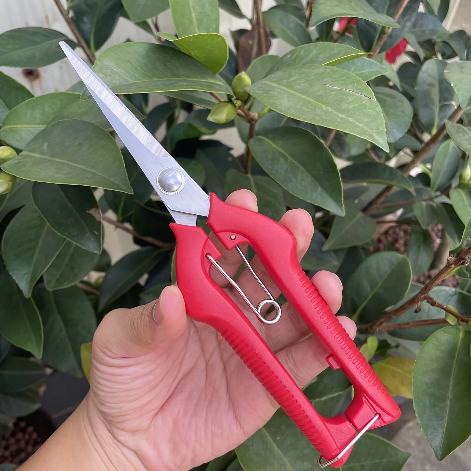 Grape scissors Shelf shears Garden equipment Vegetable Patch Bonsai Professional joinery Fruit collection stainless steel with lock