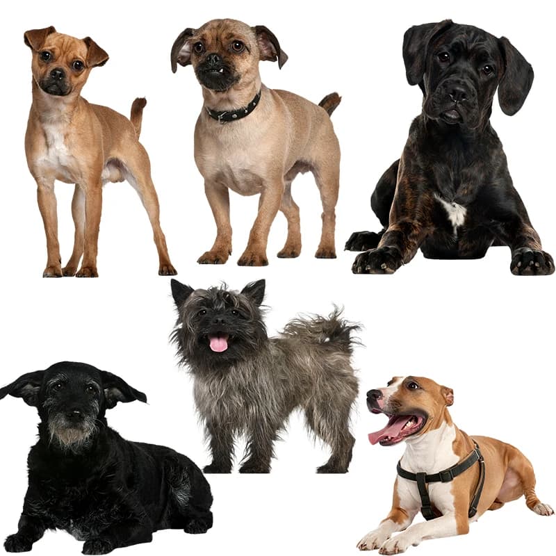 Dog Wall decal Three Ratels QC388 HD pixel Car Sticker waterproof vinyl for decals for decorations for car bonnet laptop home