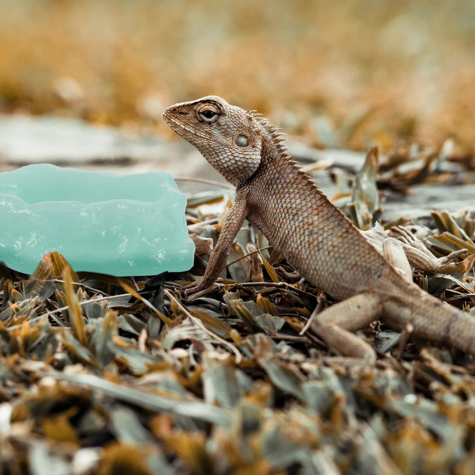 Glow in Dark Reptile Water Dish Luminous Feeding Bowl for Crawling Pets Reptile Food Bowl Terrarium Water Dish Resin Material