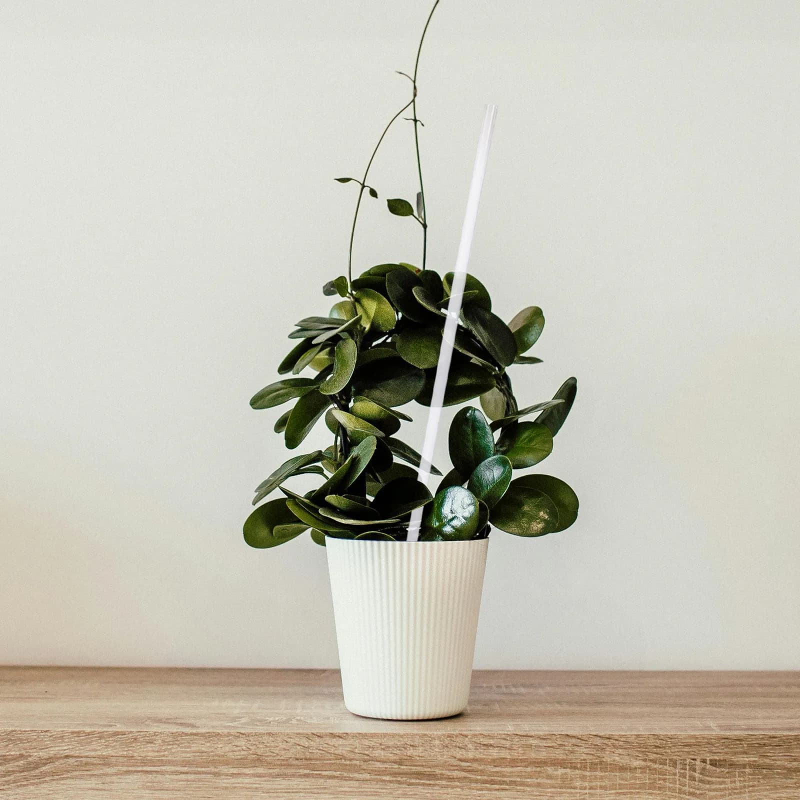 16Pcs Clear Acrylic Plant Stakes Indoor Outdoor Support Sticks Small Orchid Potted Plant Climbing Tool Acrylic Stakes