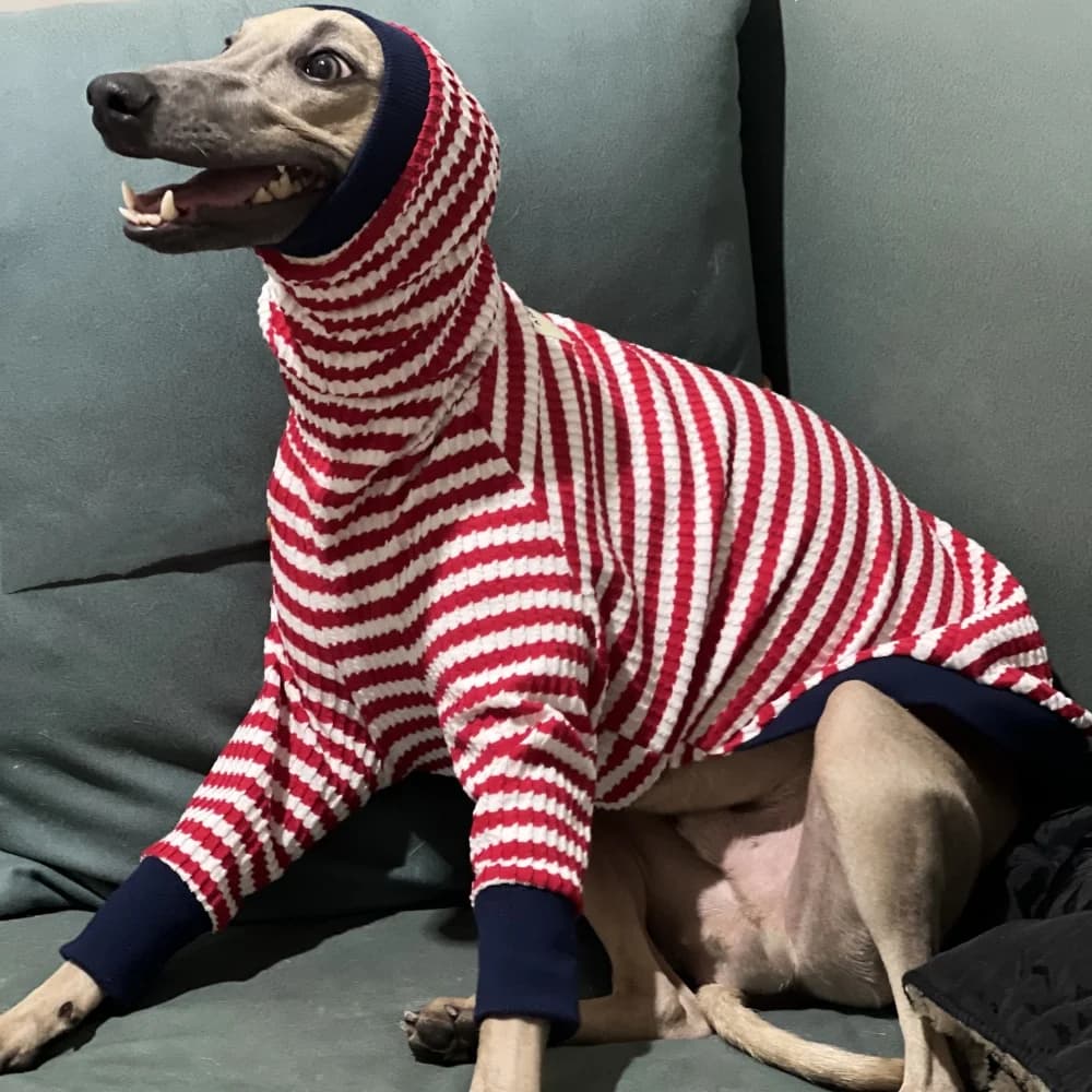 T-shirt primaverile a collo alto a righe rosse per cappotto a maniche lunghe in cotone elastico per cane medio per pigiama morbido Wellington levriero italiano