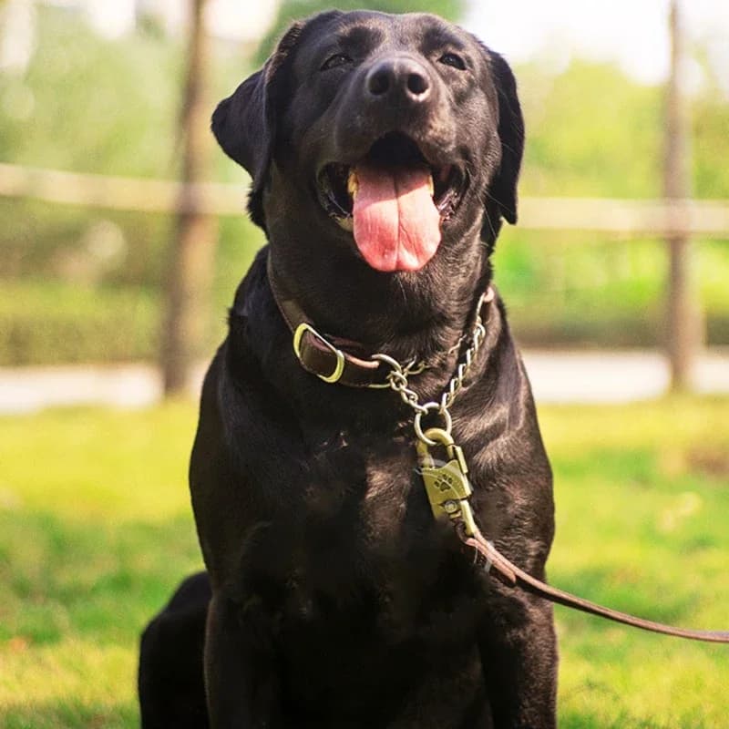Collare a catena per animali domestici in pelle Martingale in acciaio inossidabile anti-fuga, collare per cani da addestramento senza tirare per cani di taglia piccola, media e grande