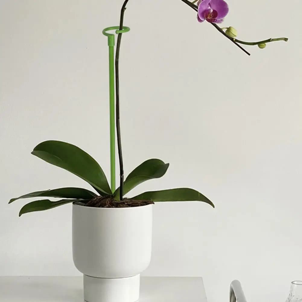 30/40/60/80 cm Long-term Plant Form Vase Wide Applications Climbing Plant Robusta Support Plant Paletti For Amaryllis