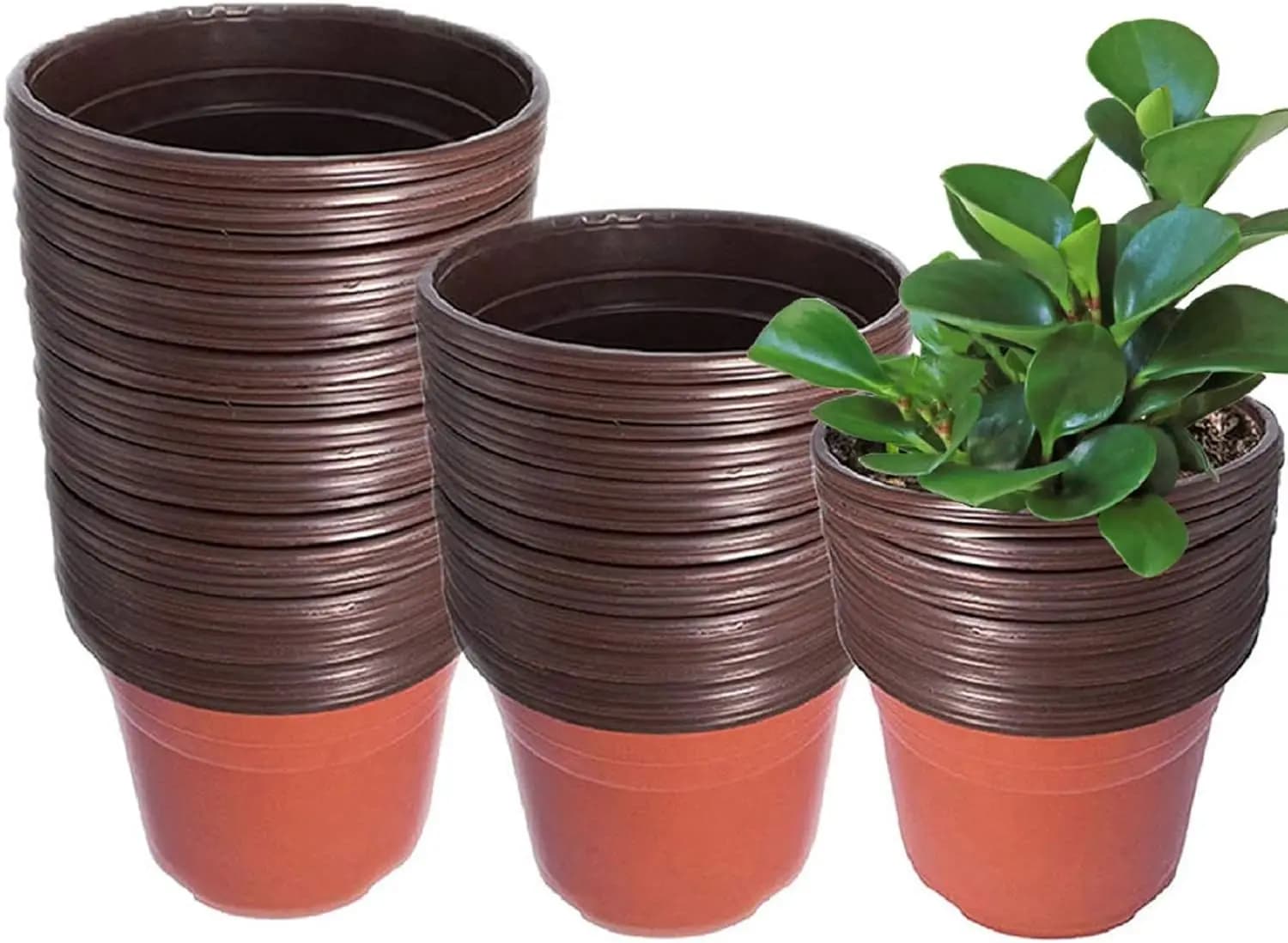 50-Pack Seedling Pots with Drain Holes – Seed Starting Cups for Plants, Vegetables, Flowers, Succulents, Garden Nursery Planters, Container Planting Set
