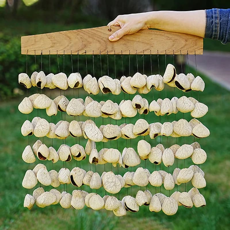Fruit Shell Arrangement Bell Meditation Sound Healing Bells Home Decoration Wind Chime Natural Fruit Shell Mixed Wind Chimes