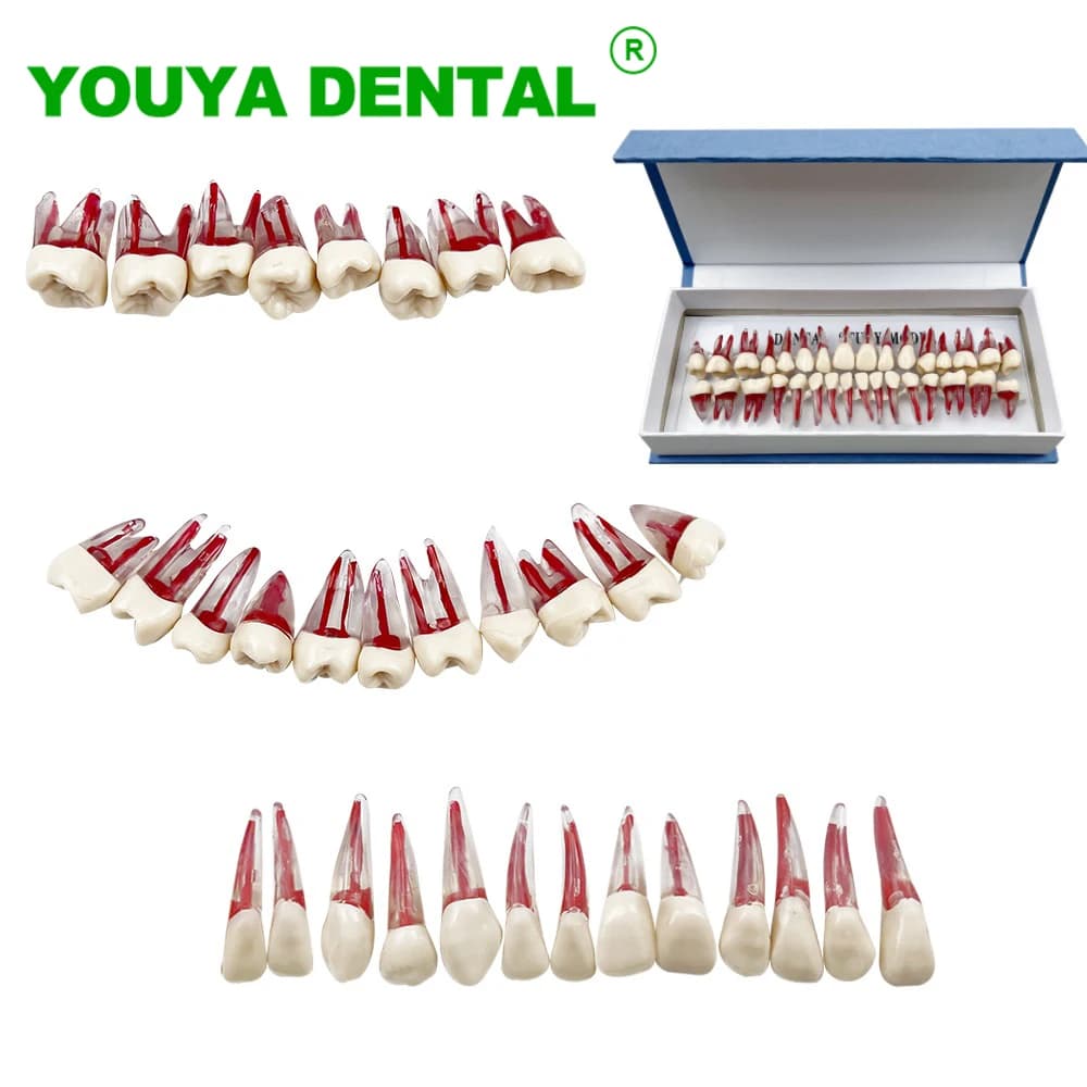 32 pz/set denti dentali modello bocca piena canale radicolare blocchi di addestramento dei denti modello resina endodonzia RCT pratica strumenti dimostrativi