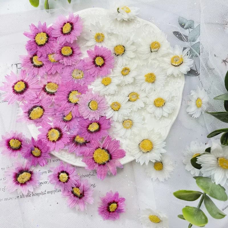 24pcs/2-4CM, petali di fiori pressati naturali, vera margherita secca mestiere fai da te regalo di san valentino segnalibro cassa del telefono candela profumata decor