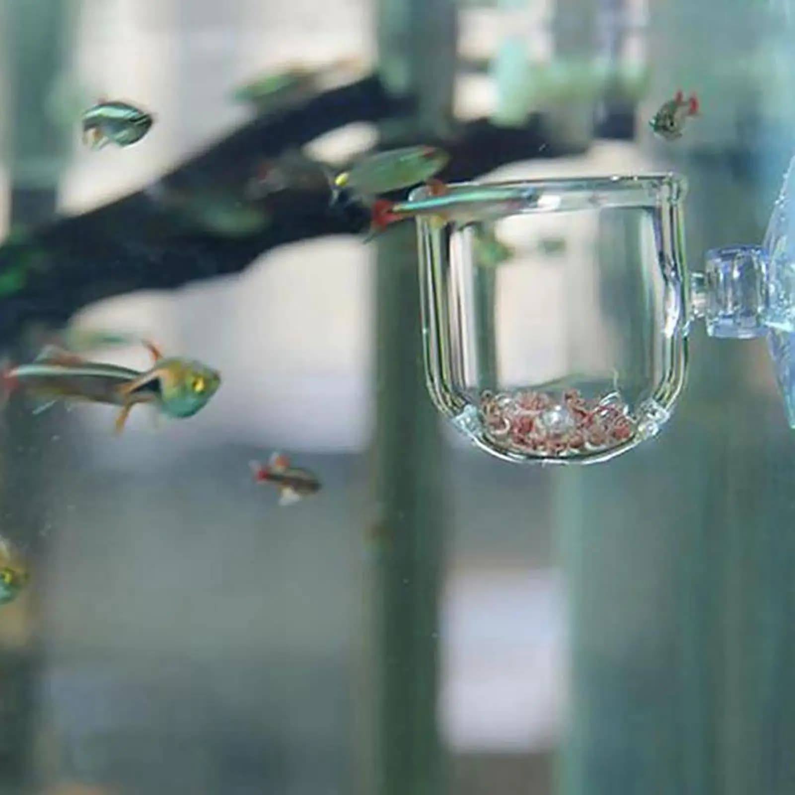 Tazze per piante acquatiche in acrilico Vaso per piante in vetro per acquario con supporto per ventosa Contenitore per alimentazione Supporto per acquario Paesaggio