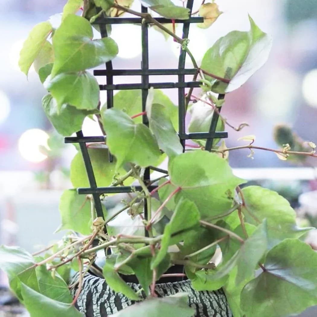 Nuovo e Pratico Supporto per Piante Rampicanti, Traliccio, Legature per Piante, Supporto per Fiori, Gabbie di Crescita, Palo, Telaio in Plastica per Vasi