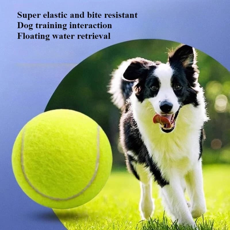 Giocattoli per animali domestici Tennis Piccoli denti di cane gatto Rettifica rimbalzo Palla elastica Palla da addestramento all'aperto Giocattolo interattivo per cani per alleviare la noia