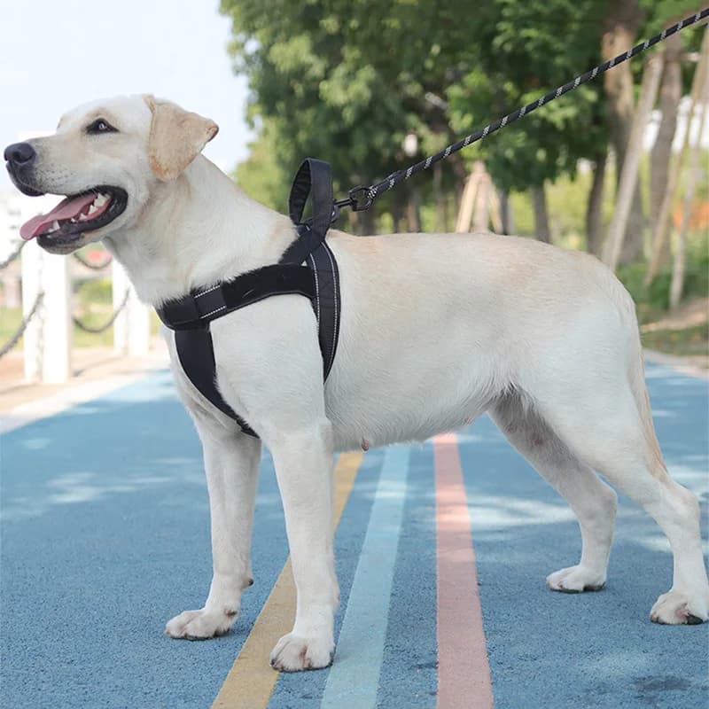 Pet Sella Stile Pettorale posteriore Strao per cani Punzonatura a prova di esplosione Animali domestici Imbracatura riflettente Corda di trazione Accessori per cani