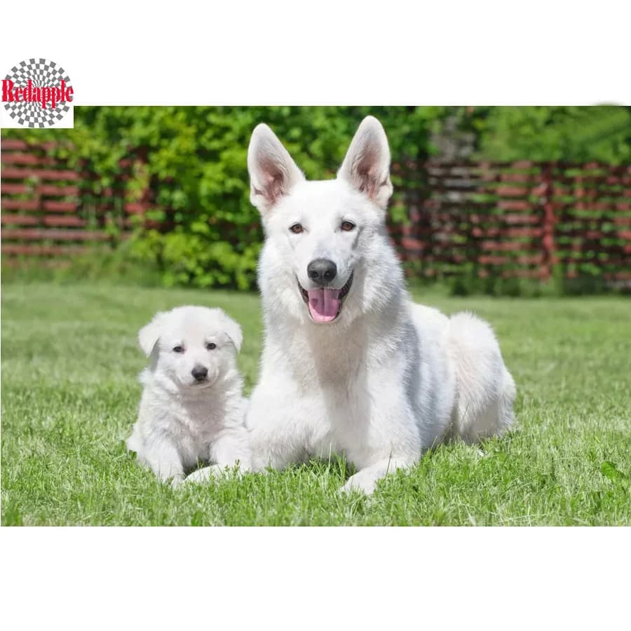 5D DIY Diamond Painting with Rhinestones, Mosaic Picture, Cross Stitch, Embroidery, White, Swiss Shepherd, Dogs, Needlework, Art