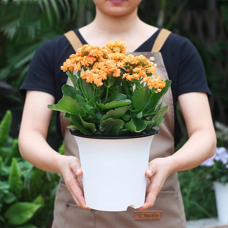 Vaso per Fiori in Plastica a Doppio Strato con Sistema di Auto-Irrigazione e Vassoio di Stoccaggio, Design Semplice, Facile da Piantare, Vasi da Tavolo per Casa