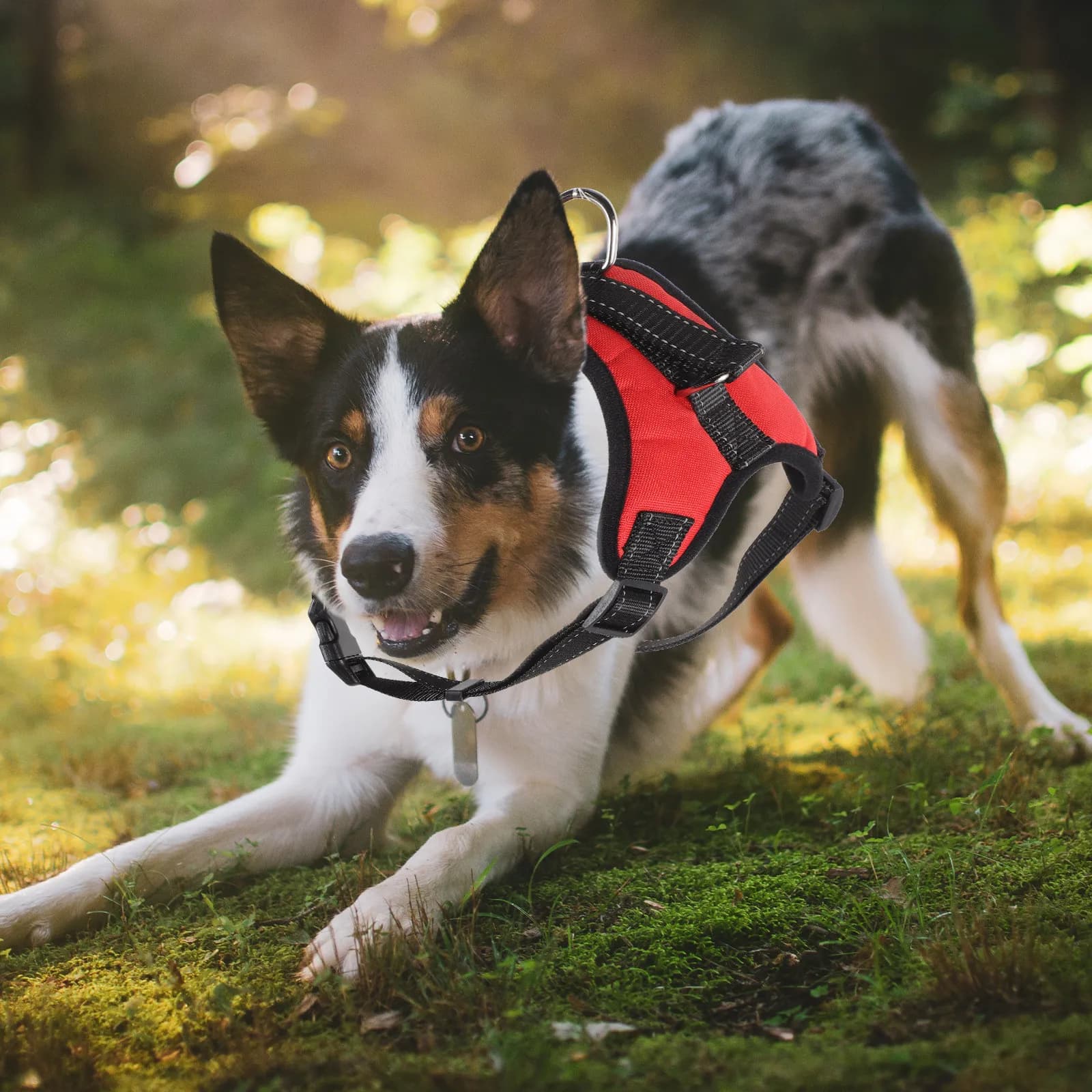 Imbracatura Regolabile per Cani di Taglia Grande, Traspirante e Leggera, Resistente all'Usura, Comoda e Facile da Indossare