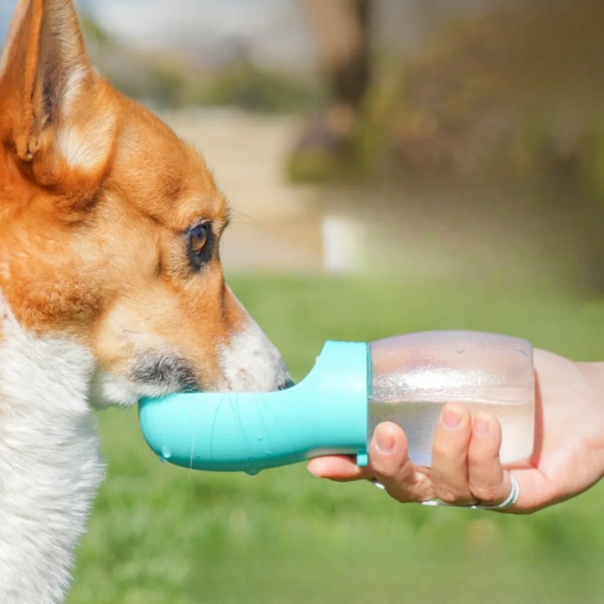 Water Bottle Portable for Dogs & Cats, Travel Bowl Antiques for Domestic Animals