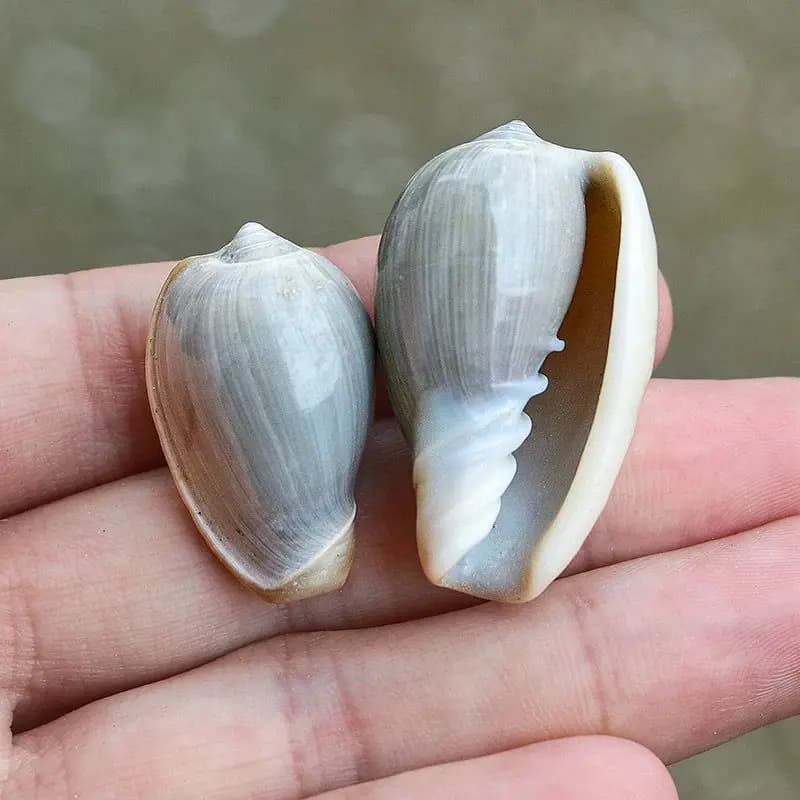 Nuova Conchiglia Naturale di Conchiglia Dorata, Rara Specie di Lumaca di Riso, Materiale per Acquario, Paesaggistica e Bottiglie Microscopiche