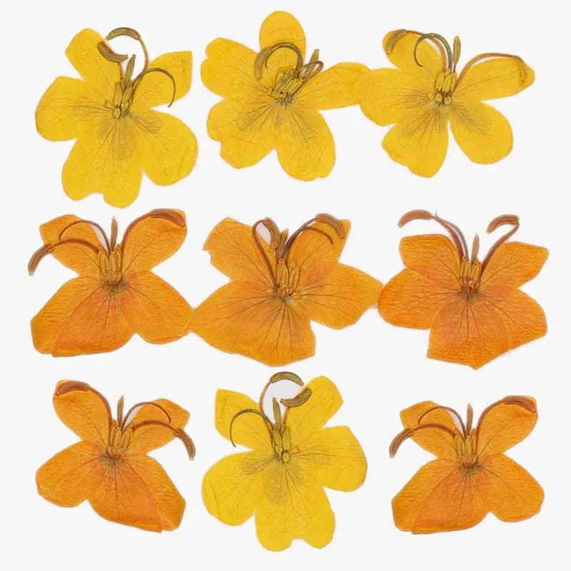 3-4 CM/24 PZ Yellow Dry Presses, Iris Heads With Orange Orange Frange, Royal Natural Dry Flowers Pressed Seeds of Cassia FAI DA TE For Epoxy Resin, Candle