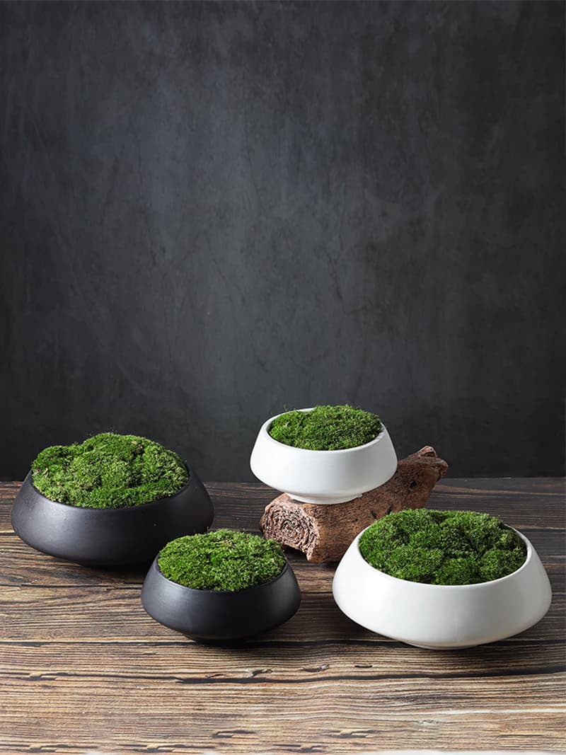 Modern Minimalist Chinese Style Everlasting Moss Plant Bonsai Tabletop Decoration Living Room Study Desktop Ornament Flower Pot
