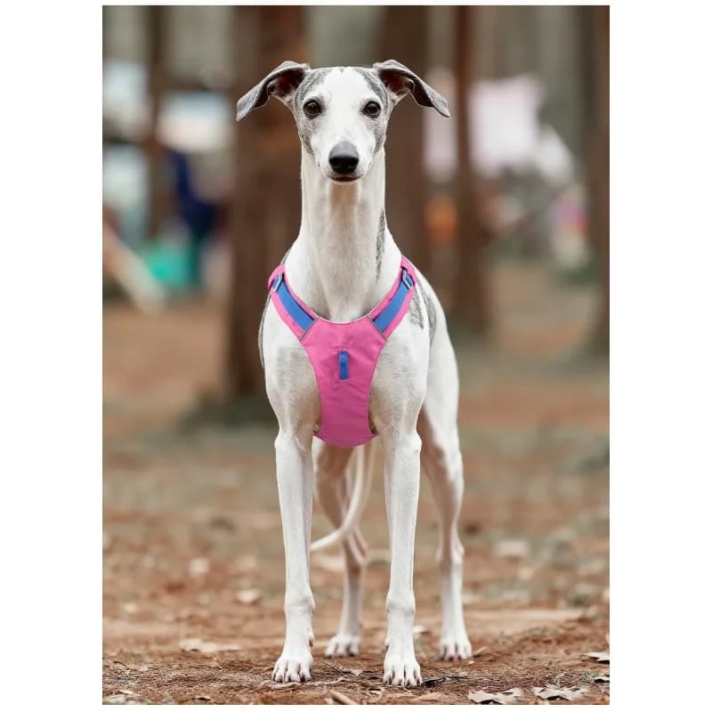 Lightweight dog chest back outdoor waterproof puppy chest strap contrasting webbing pet traction cool quick drying anti-break