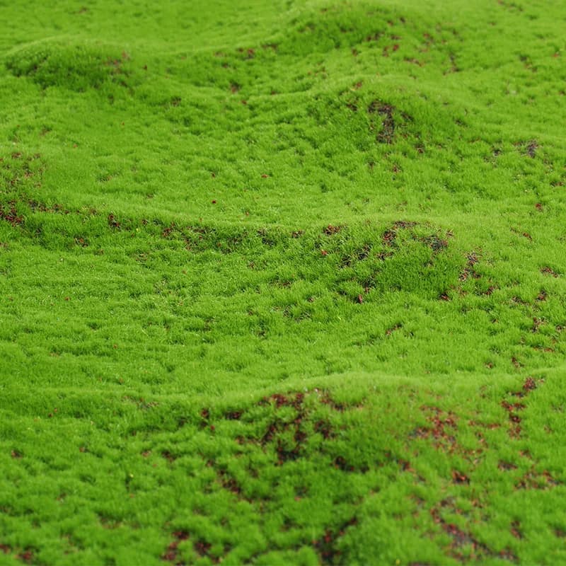 Artificial green plants eternal life moss grass grass fake Mini landscape crafts for garden house Hotel decoration straw mattress
