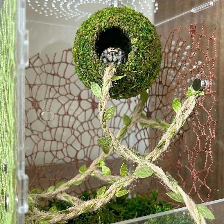 【Nuovo stile】 Nascondiglio magnetico per ragno saltatore, kit di decorazione per habitat - Nascondiglio in muschio fatto a mano con corda da arrampicata, ponte in corda di canapa, Cli