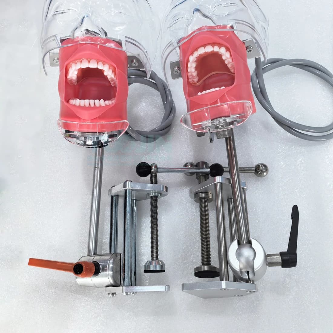 Simulatore dentale modello di testa con bloccaggio da tavolo, manichino fantasma e denti, attrezzatura per la ricerca della formazione pratica dell'insegnamento dentale