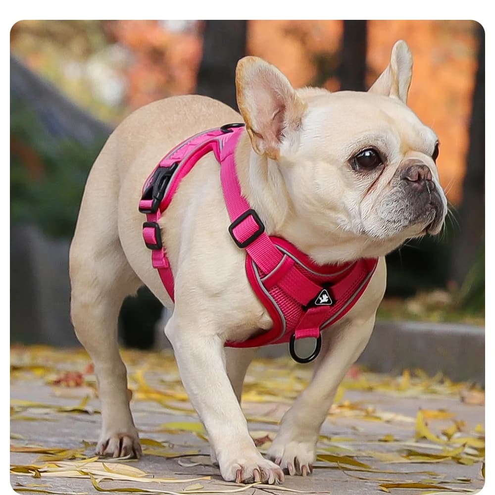 Nuovo Guinzaglio Riflettente e Traspirante per Cani e Gatti, Stile Gilet, per Passeggiate