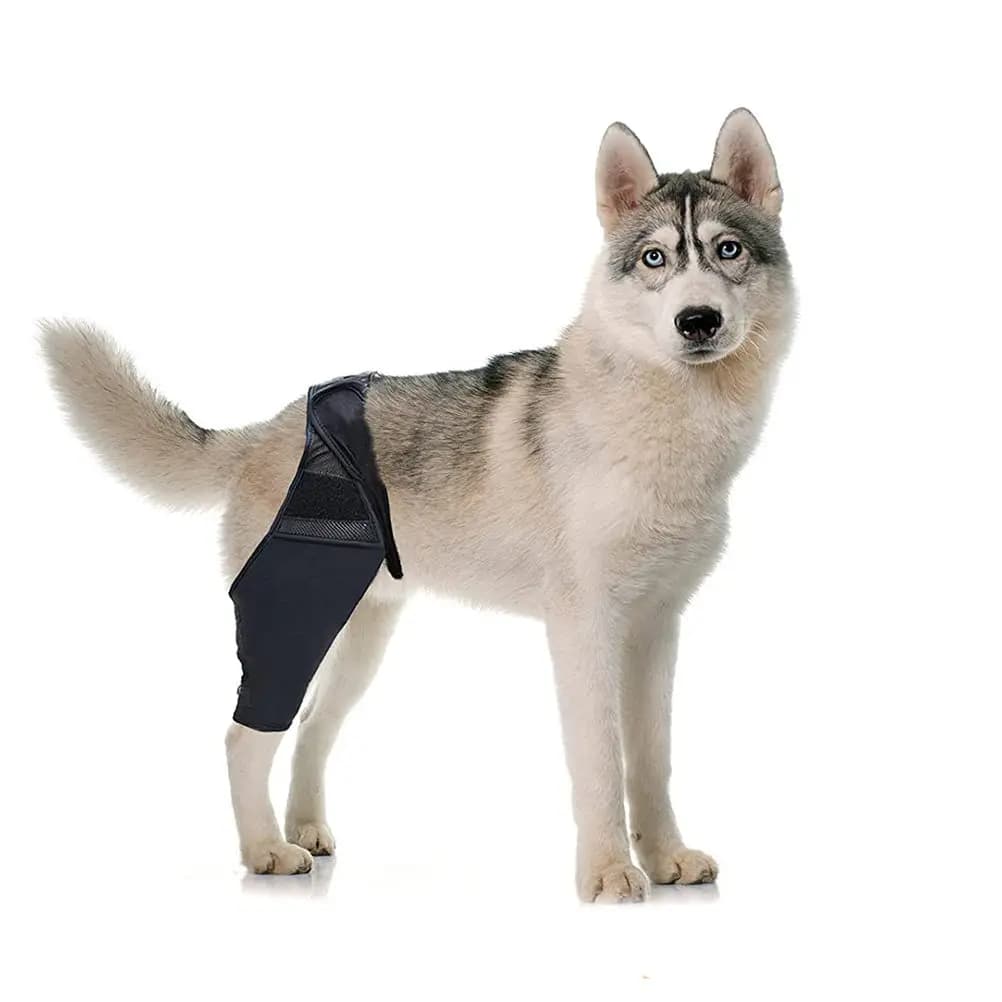 Supporto per Zampe di Cani in Neoprene, Tessuto a Rete Elastico e Traspirante, Protezione per Ginocchia con Cinghia Regolabile per Zampe Anteriori Lesionate