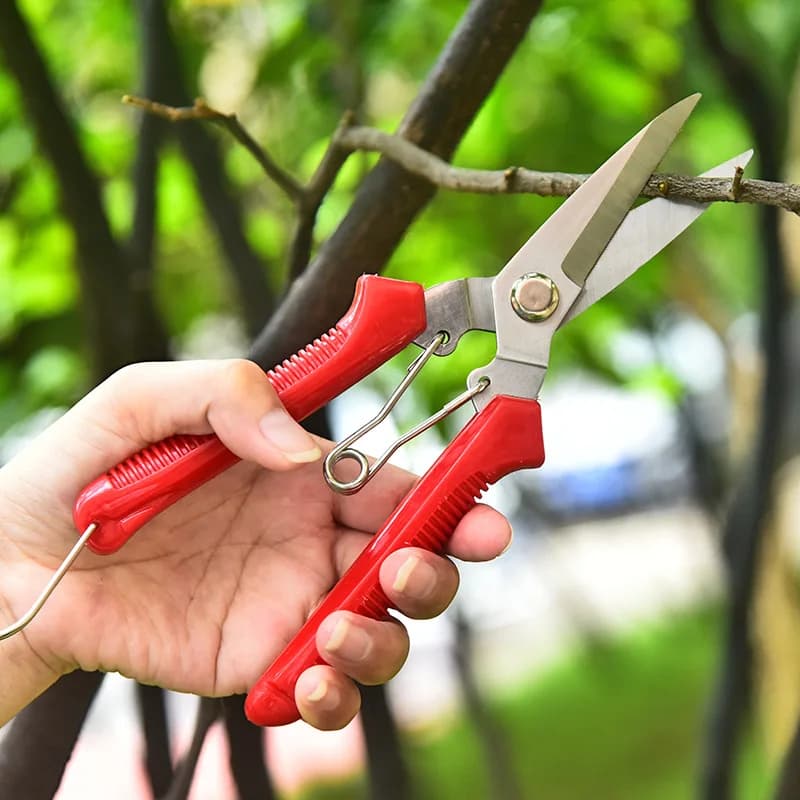 Forbici da Giardino per Raccolta Frutta, Forbici da Potatura in Acciaio Inossidabile per Bonsai, Fiori e Rami, Forbici per Alberi da Frutto