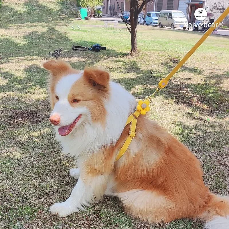 Lightweight Pet Dog Harness and Leash Set with Flower Decoration for Small Medium Dogs Chest Strap Leash Pet Accessories