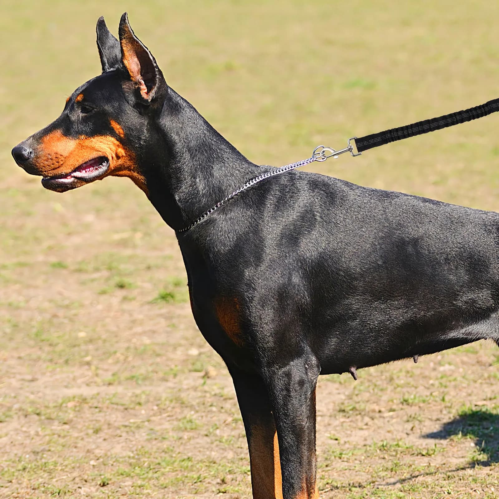 Guinzaglio Estensibile per Cani in Nylon Riflettente Resistente alle Intemperie, Elastico e Robusto per Passeggiate Quotidiane, Corsa, Jogging, Escursionismo, Campeggio