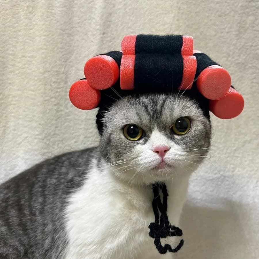 Divertente parrucca cosplay per cani e gatti, parrucche per cani con styling permanente per cani e gatti di taglia piccola e media