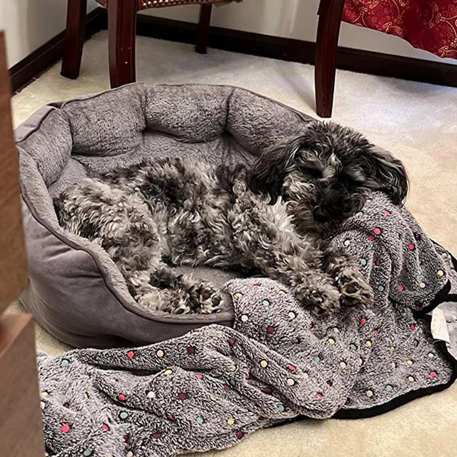 Divano letto per gatti Inverno caldo per interni Casa per cani Antiscivolo Nido per animali domestici per piccoli e grandi cuccioli di gattini Piccoli animali