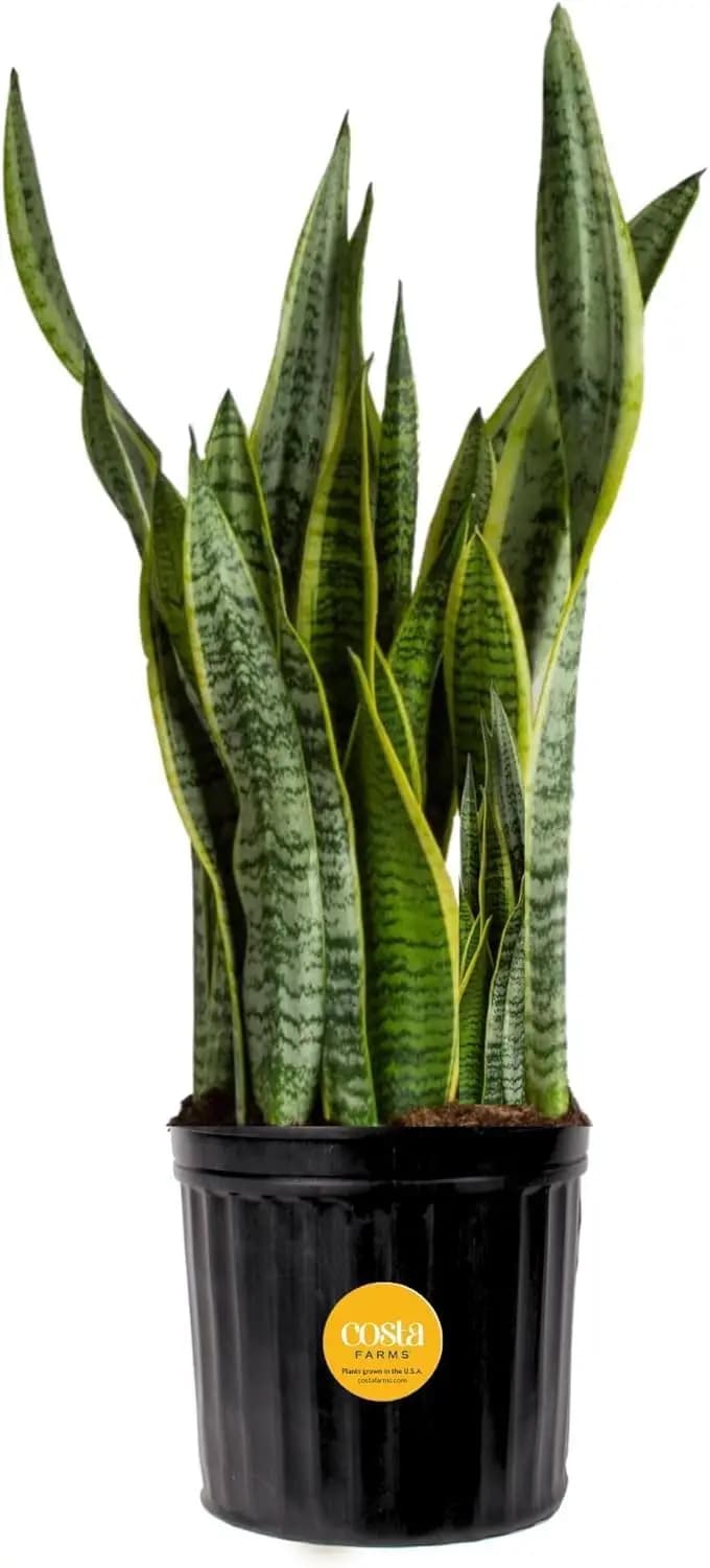 Plant Serpentine Viva in Vase, Easy to Care, Air Purifier, Indoor Grass Plants, Home and Office Decoration, Gift, Height 60-90 cm