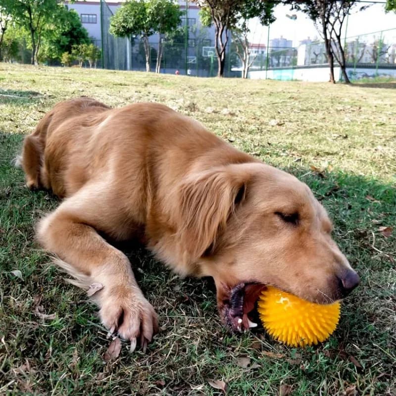 Giocattoli per cani da compagnia Cucciolo di gatto Giocattolo dal suono TPR Morbida sbavatura Pulizia dei denti Palla elastica Addestramento all'aperto Giocattolo da masticare interattivo Forniture per animali domestici