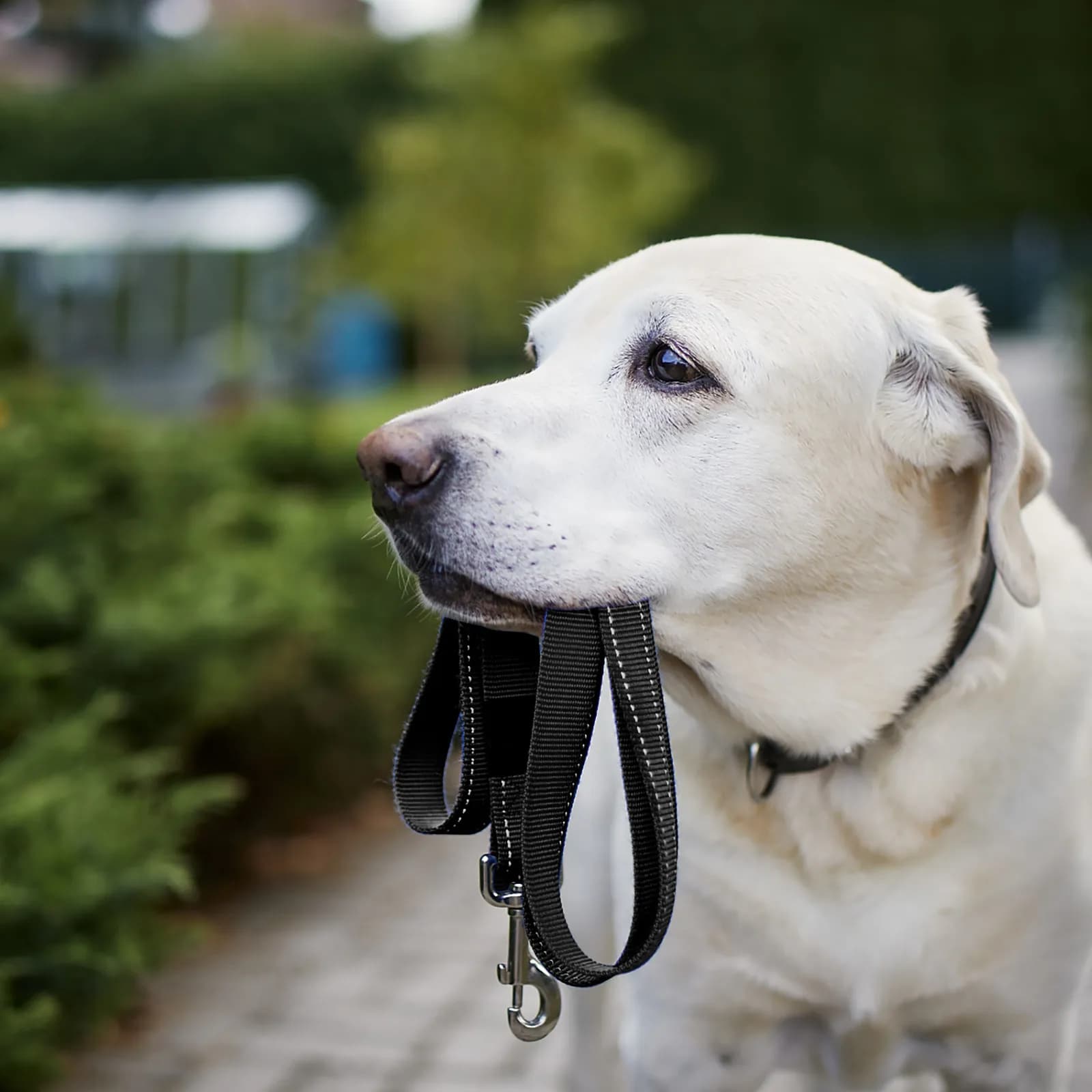 Guinzaglio per Cani in Nylon Robusto, Corda di Trazione con Impugnatura Comoda per Passeggiate, Corsa e Addestramento, Leggero e Portatile