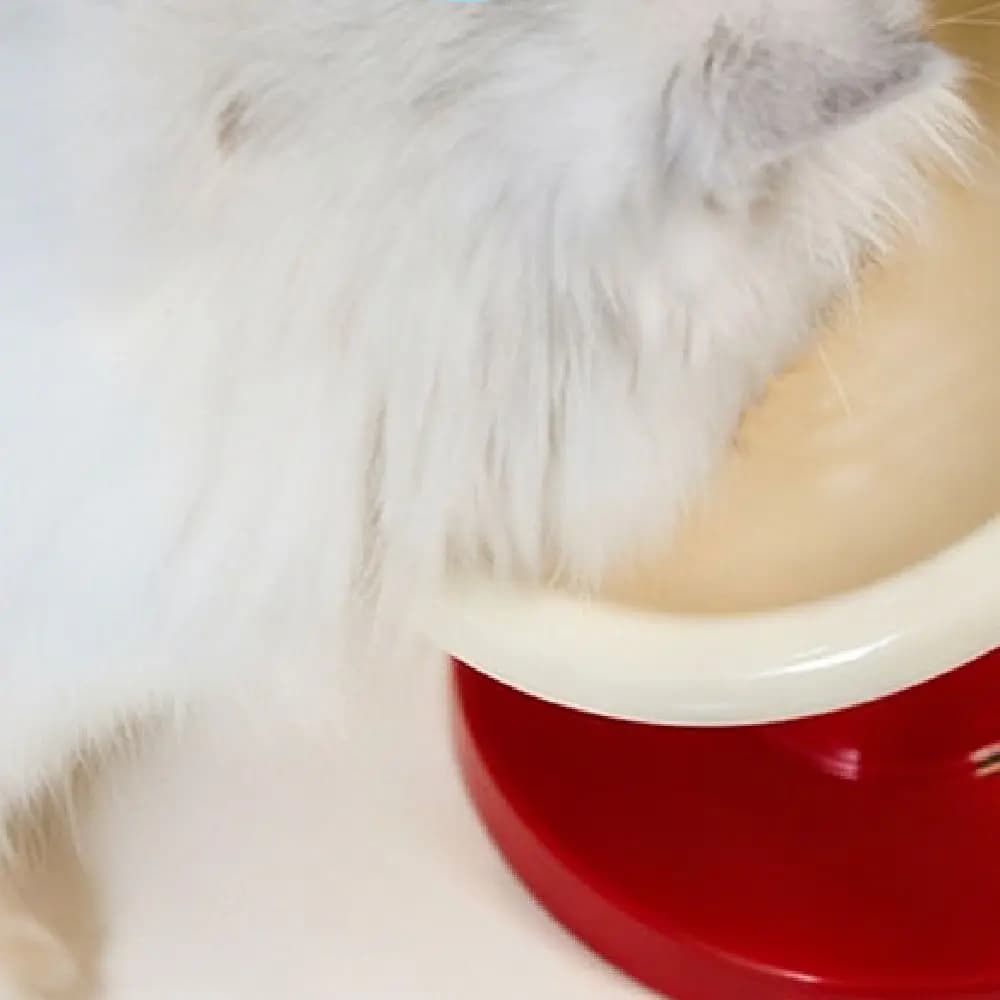 Ciotola per Gatti Creativa e Resistente, in Ceramica a Forma di Trofeo, con Piedistallo Alto, Stabile e Antiscivolo, Contenitore per Acqua e Cibo Umido/Secco per Animali Domestici