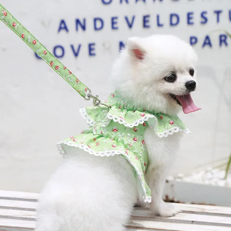Abbigliamento per cani e gatti, pettorine, guinzagli, orsetti di peluche, accessori per passeggiate con cani primavera estate autunno, catene per cani