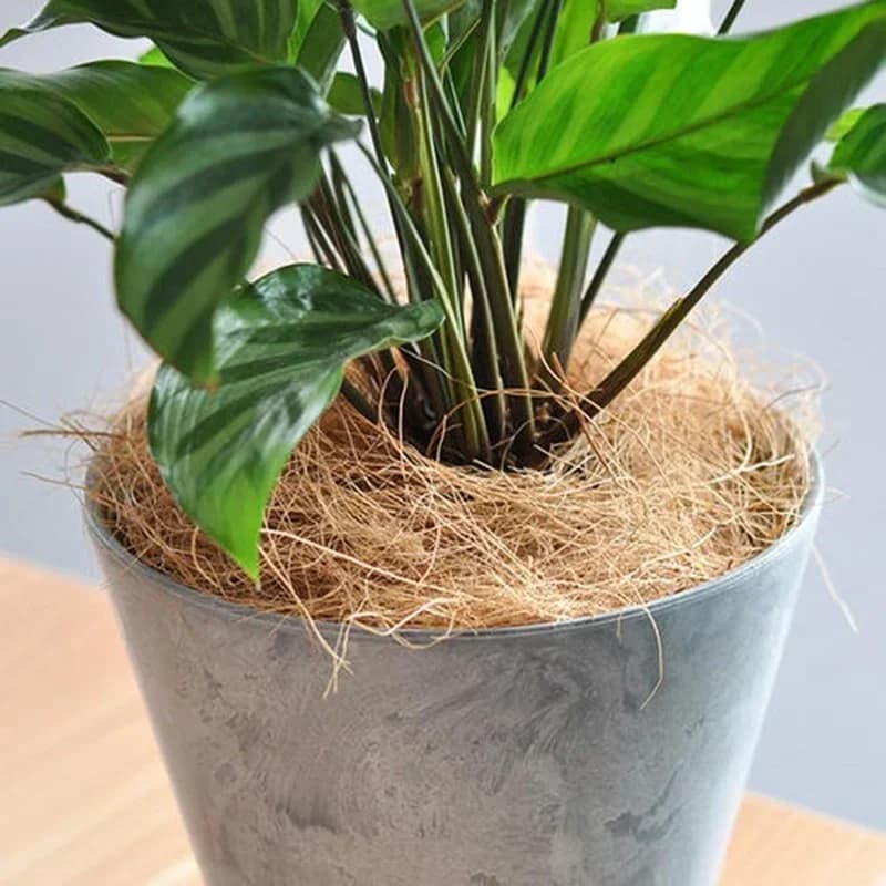 100/200g Natural Coconut Bushing Blossom Flower Jar Protected Insects Flower Plant Plant Keeping At Hot Reptile Bird Nide Garden Sup