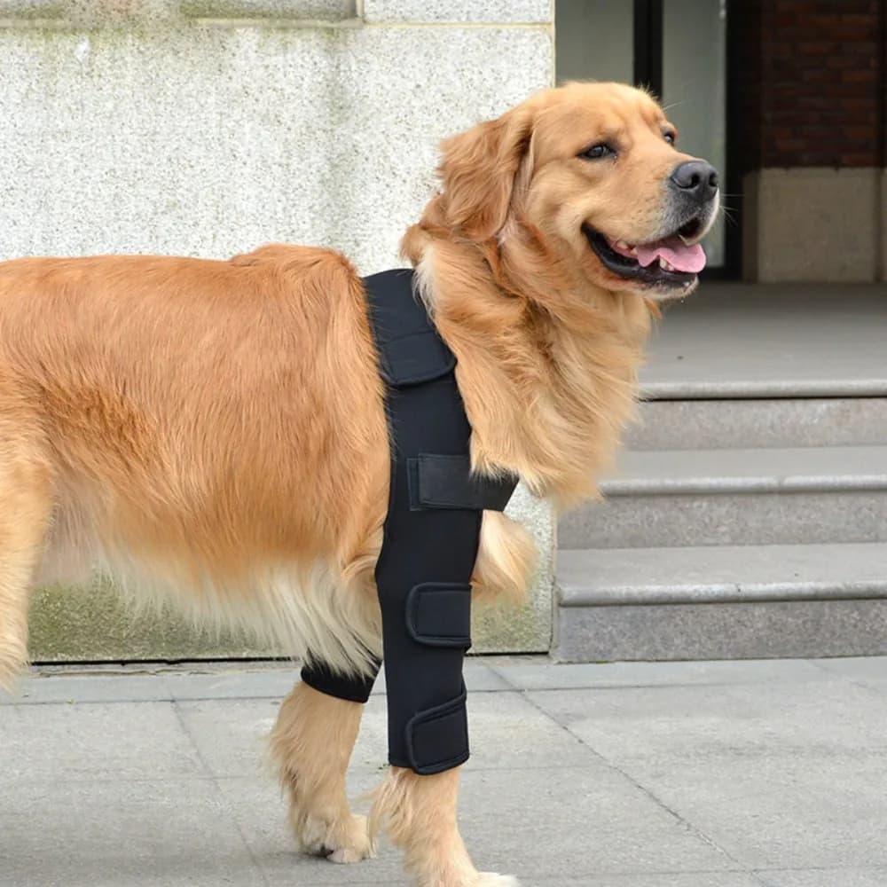 Ginocchiera per cani da compagnia per dolori articolari Dolore muscolare Tutore per gambe Supporto per bracciolo per gambe posteriori per cani feriti disabili anziani