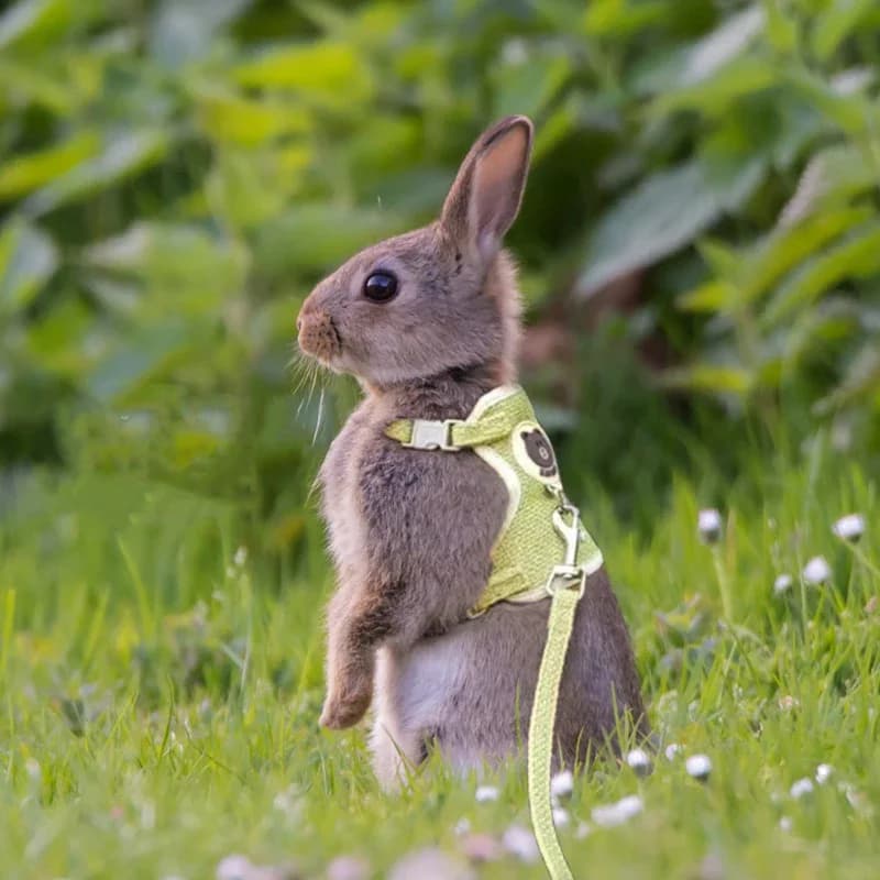 Cute Rabbit Harness guinzaglio Set Bunny Pet accessori piccolo Pet Carrier Teddy Bear Cat guinzaglio collare di coniglio accessori per conigli