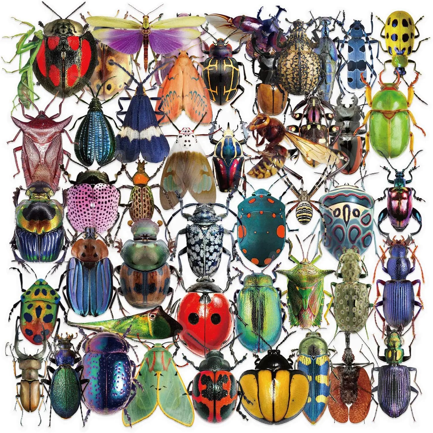50 pezzi di cartone animato simpatico cartone animato insetti scarabeo adesivi PET per giocattolo bagagli fai da te laptop chitarra skateboard custodia per telefono adesivo per auto bici