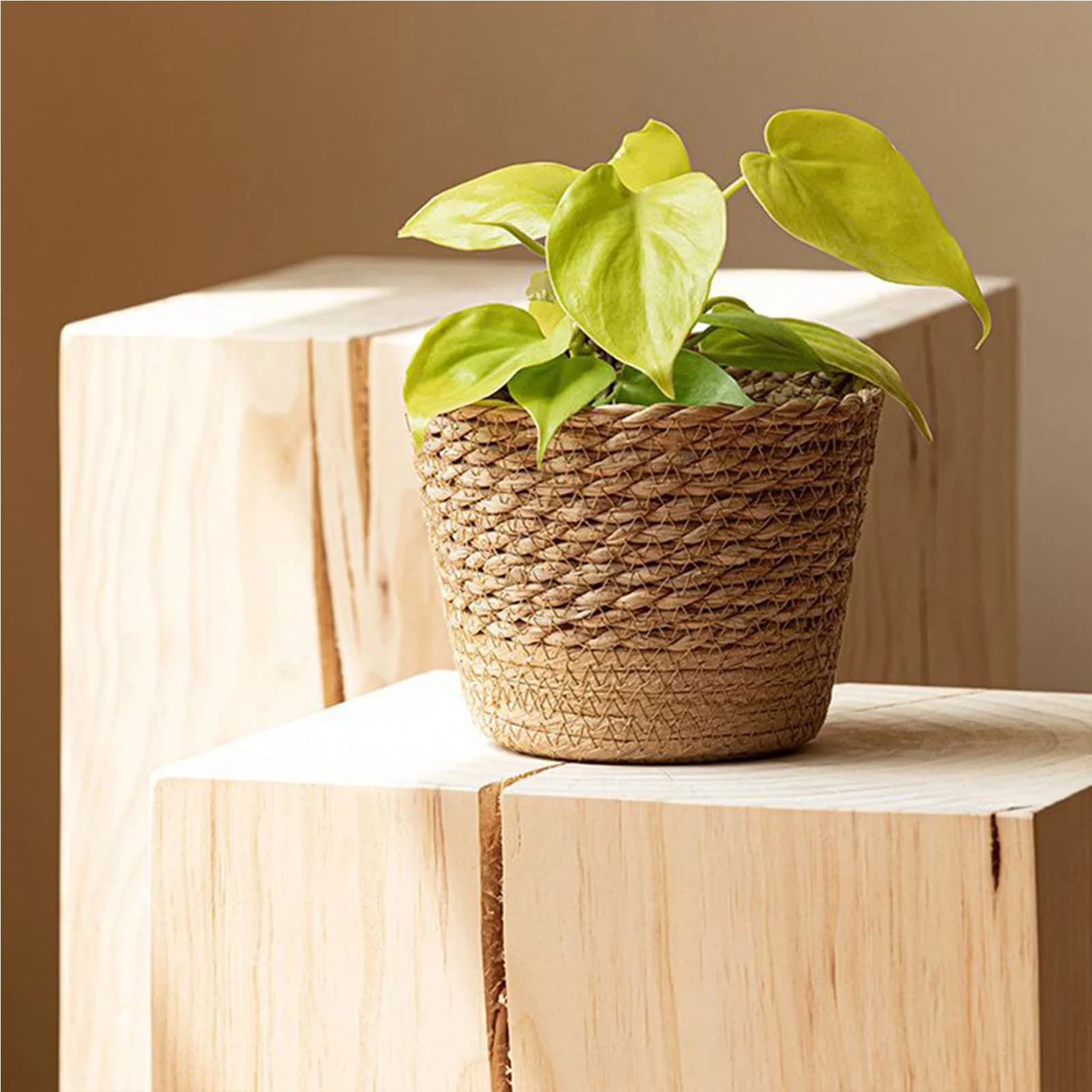 Natural seaweed flower basket, Scandinavian style plant vase, wall decoration for home office decoration