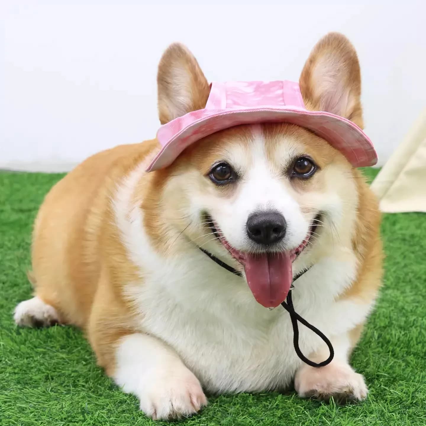 Cappello da sole in cotone per cani con fori per le orecchie Cappello da pescatore per gattini a tesa tonda per cuccioli Protezione solare esterna Cappellini per animali domestici per cani di piccola taglia e media